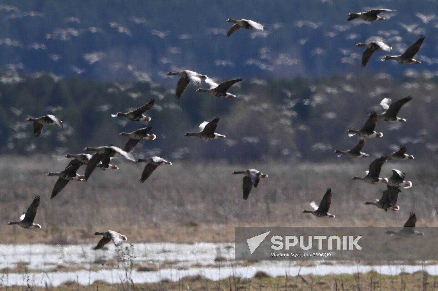Goose reserve in the Kostroma Region