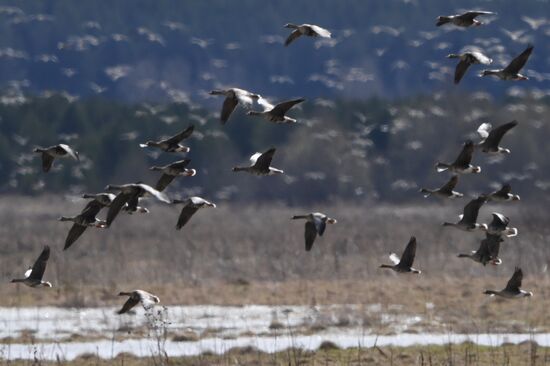 Goose reserve in the Kostroma Region