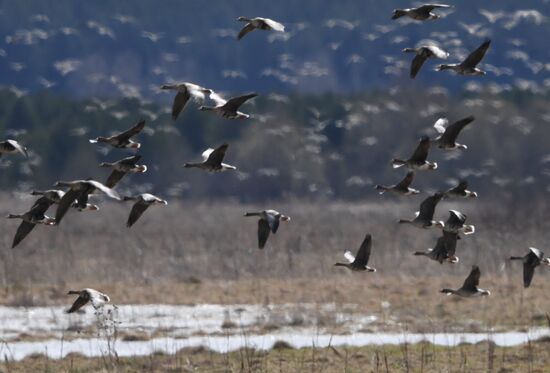 Goose reserve in the Kostroma Region