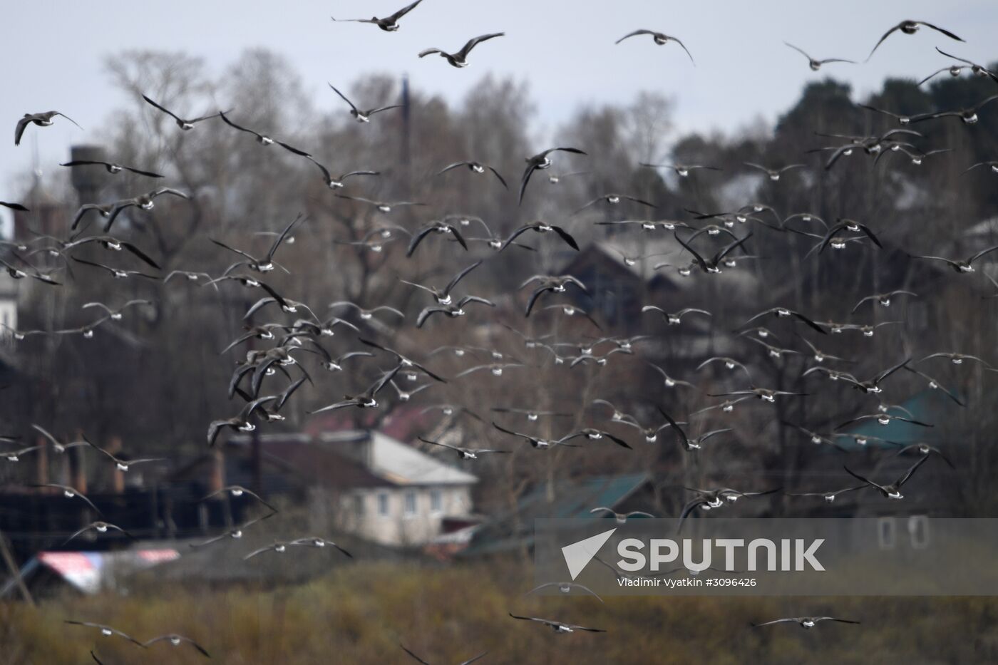 Goose reserve in the Kostroma Region