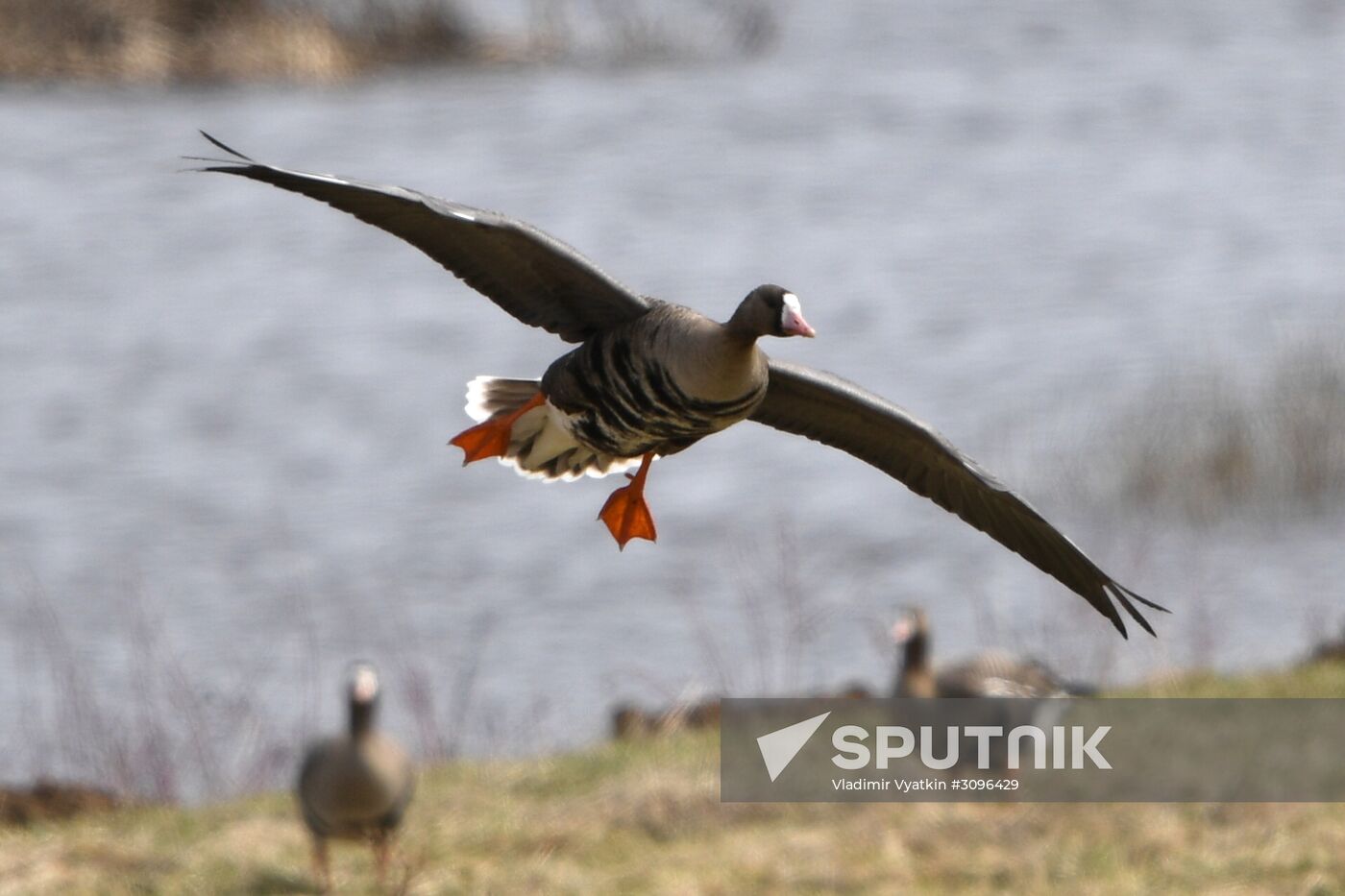 Goose reserve in the Kostroma Region