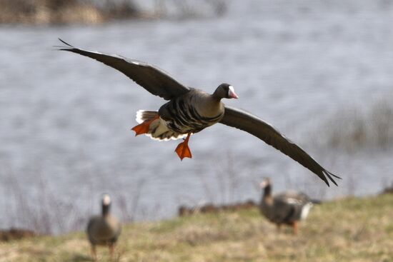 Goose reserve in the Kostroma Region