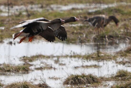 Goose reserve in the Kostroma Region