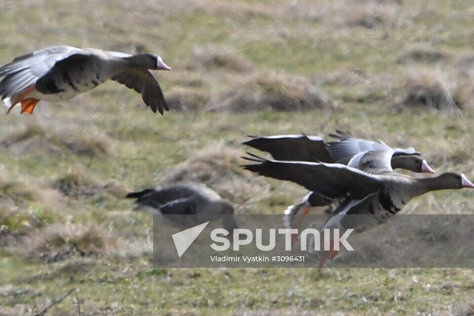 Goose reserve in the Kostroma Region
