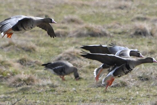Goose reserve in the Kostroma Region
