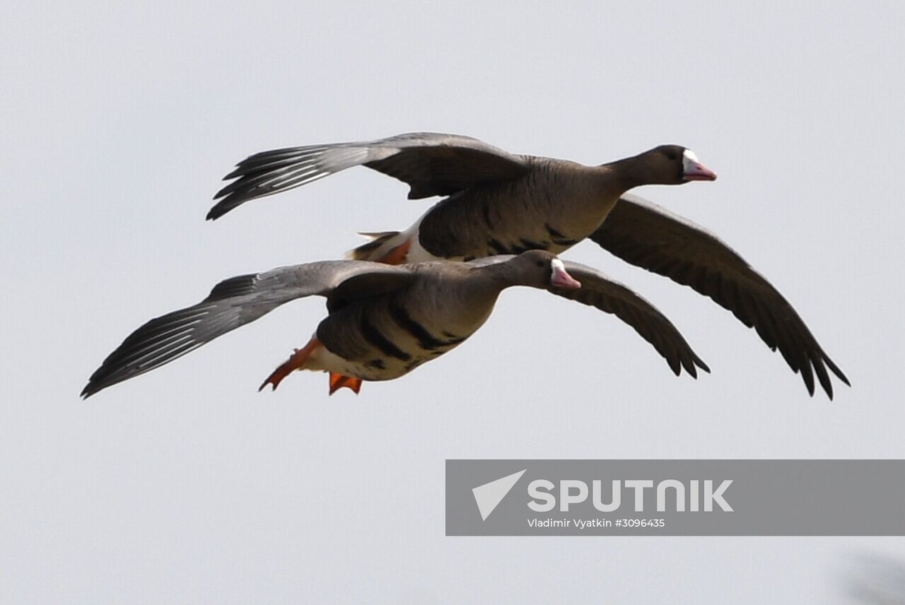 Goose reserve in the Kostroma Region