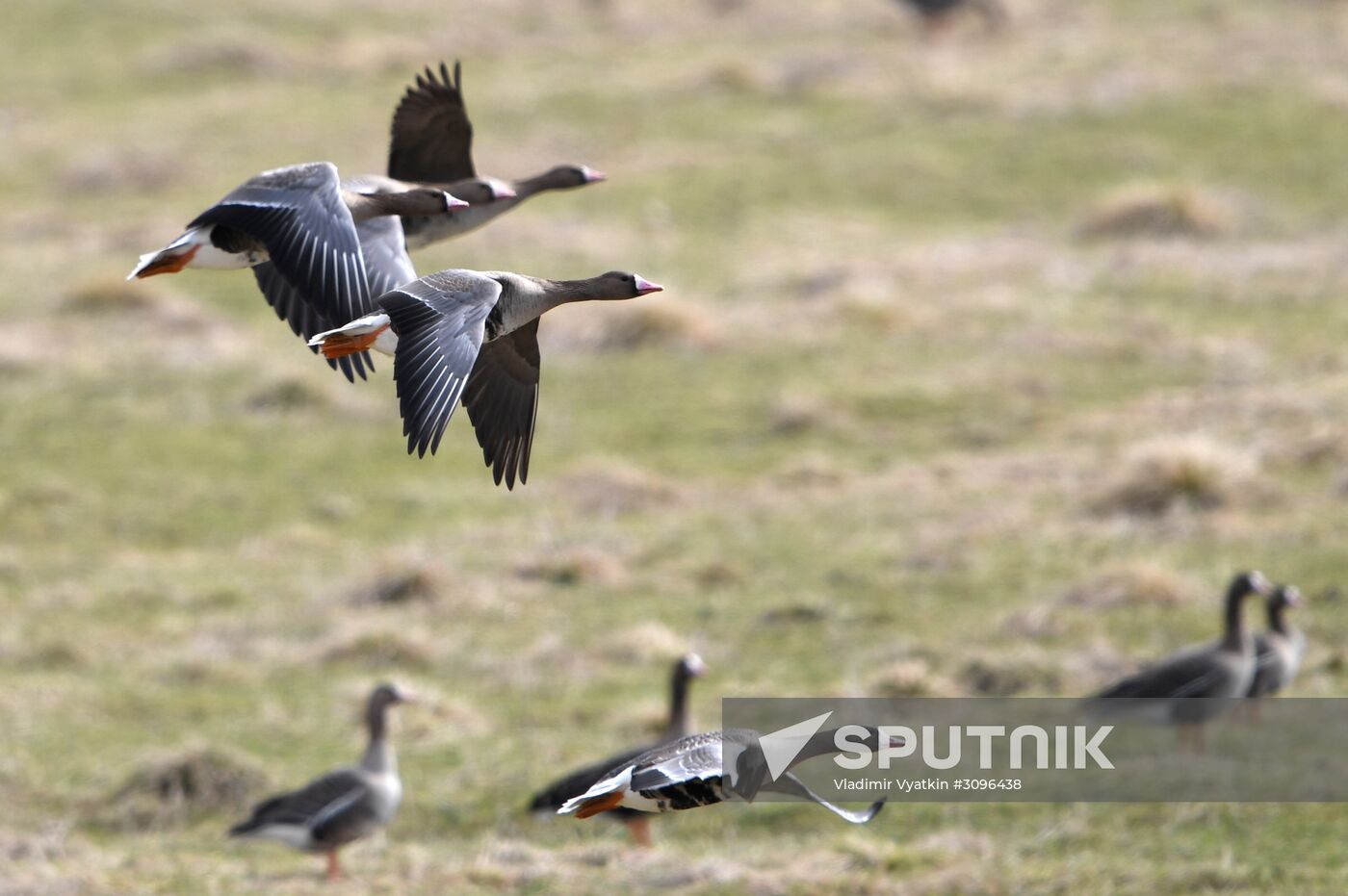 Goose reserve in the Kostroma Region