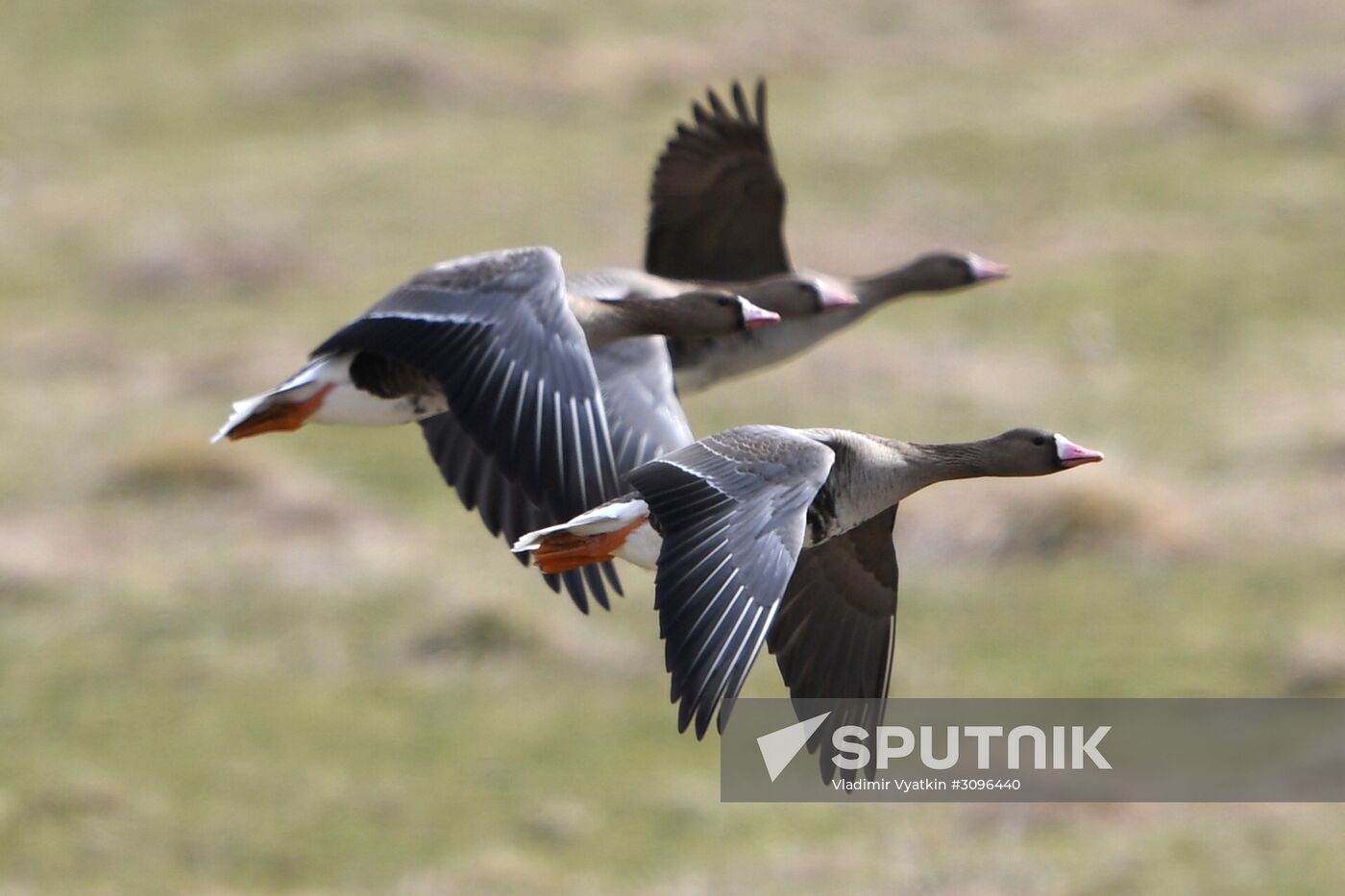 Goose reserve in the Kostroma Region