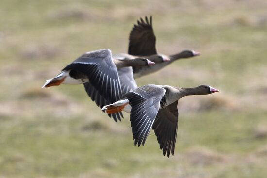 Goose reserve in the Kostroma Region