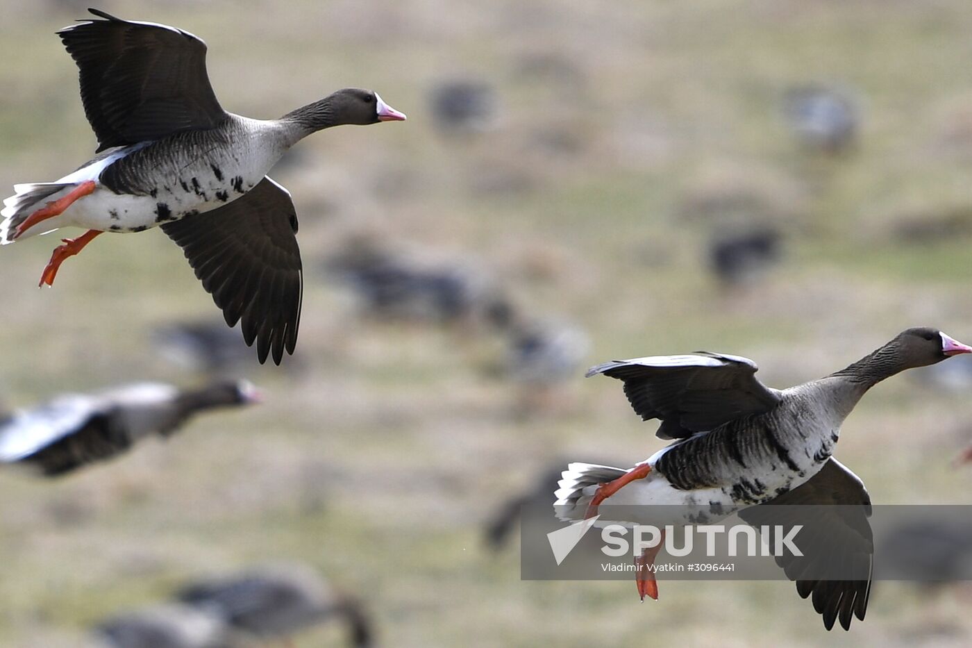 Goose reserve in the Kostroma Region