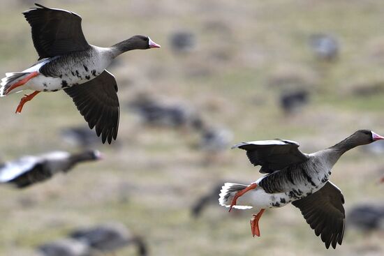 Goose reserve in the Kostroma Region