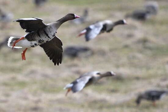 Goose reserve in the Kostroma Region