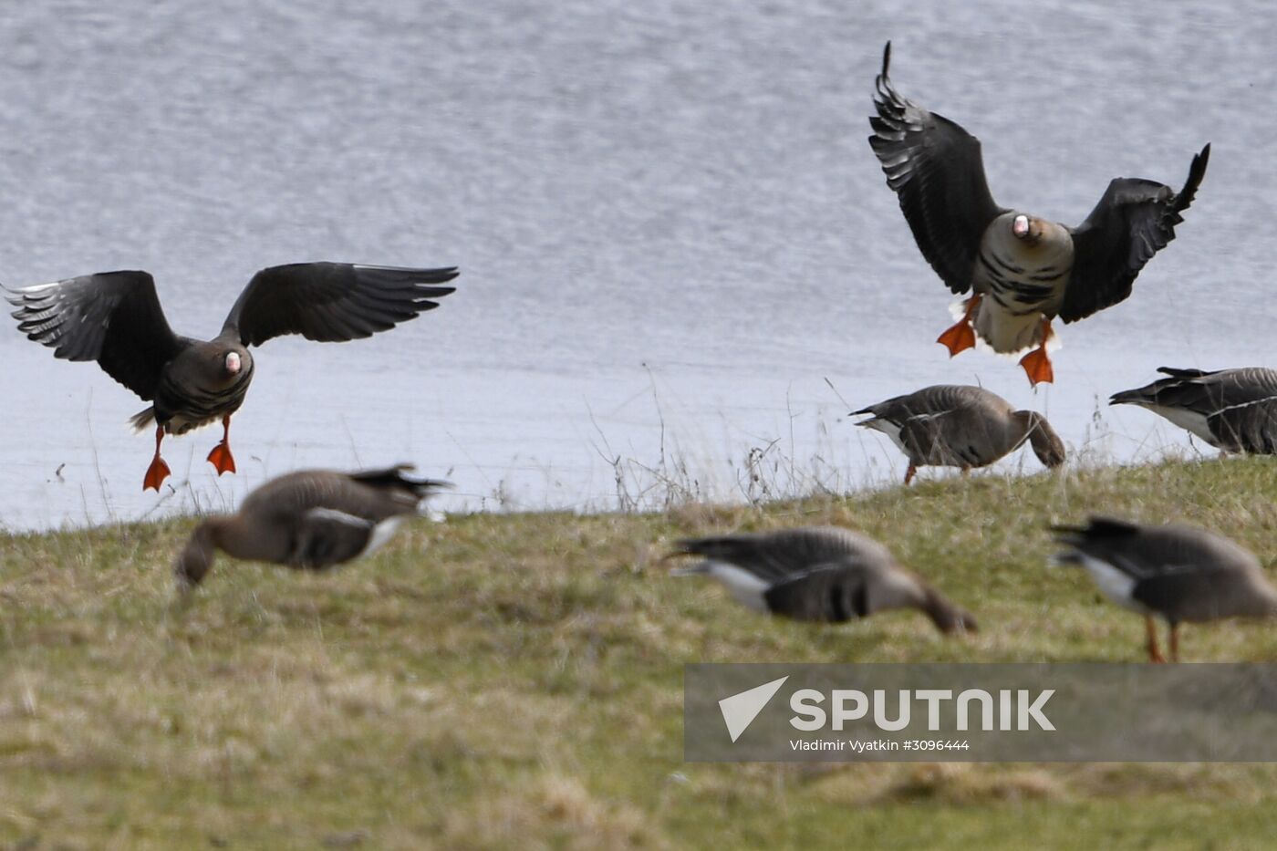 Goose reserve in the Kostroma Region