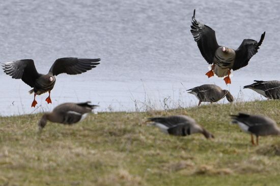 Goose reserve in the Kostroma Region