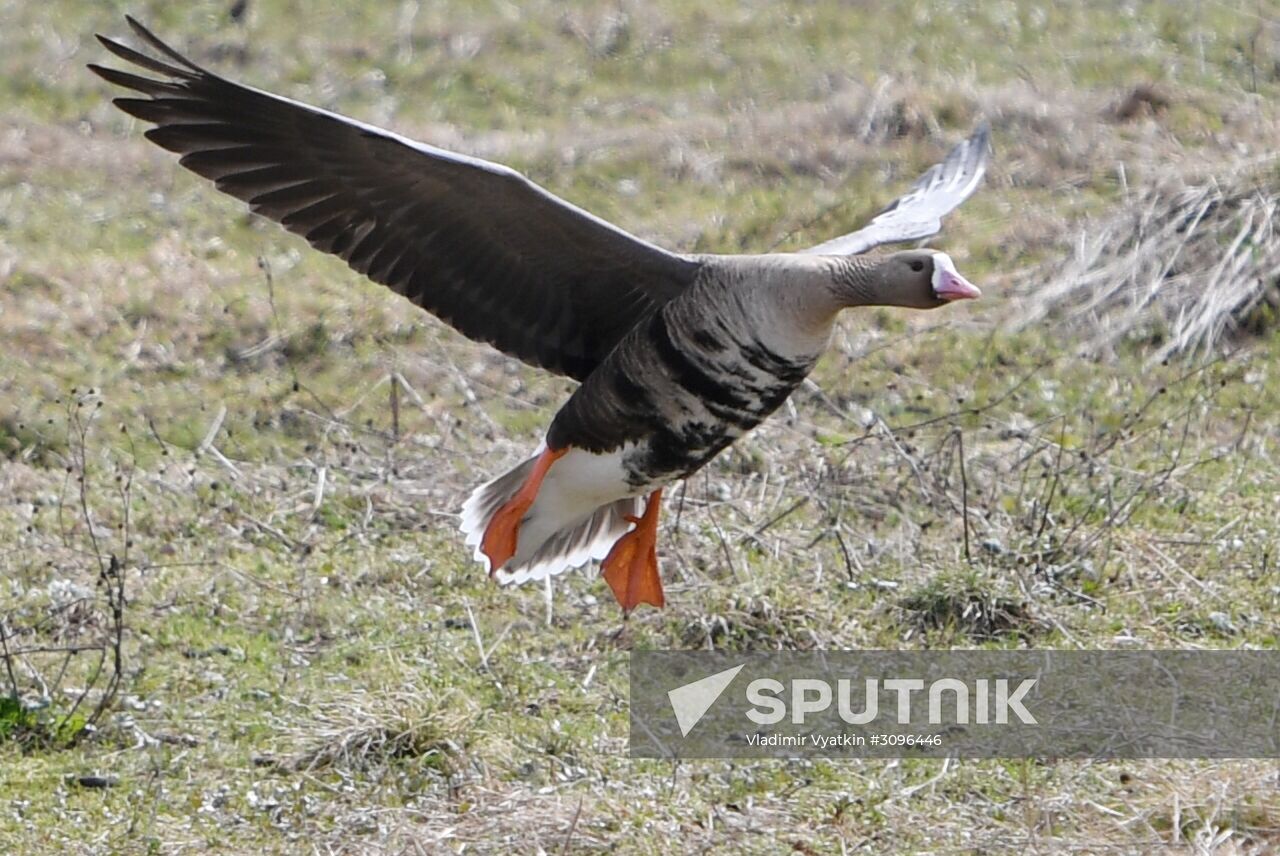 Goose reserve in Kostroma Region