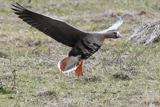 Goose reserve in Kostroma Region