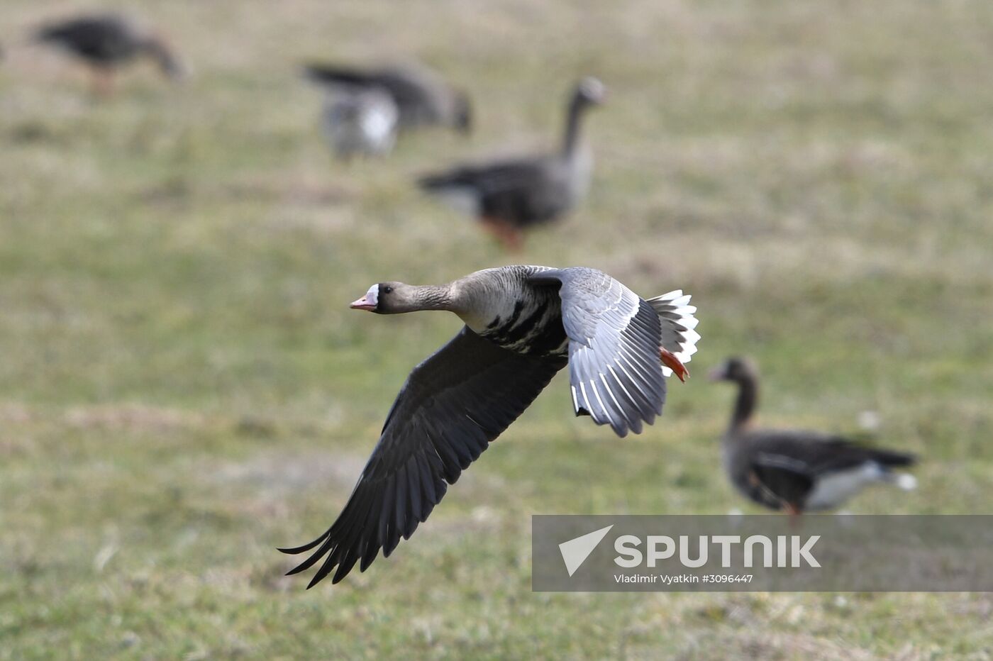 Goose reserve in the Kostroma Region