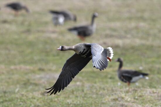 Goose reserve in the Kostroma Region