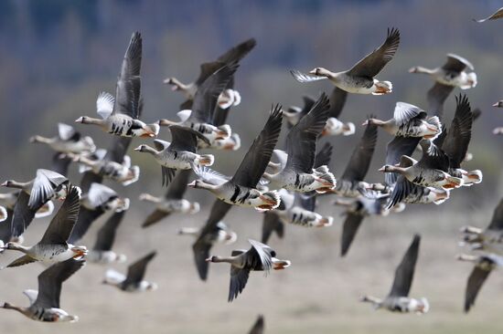 Goose reserve in the Kostroma Region