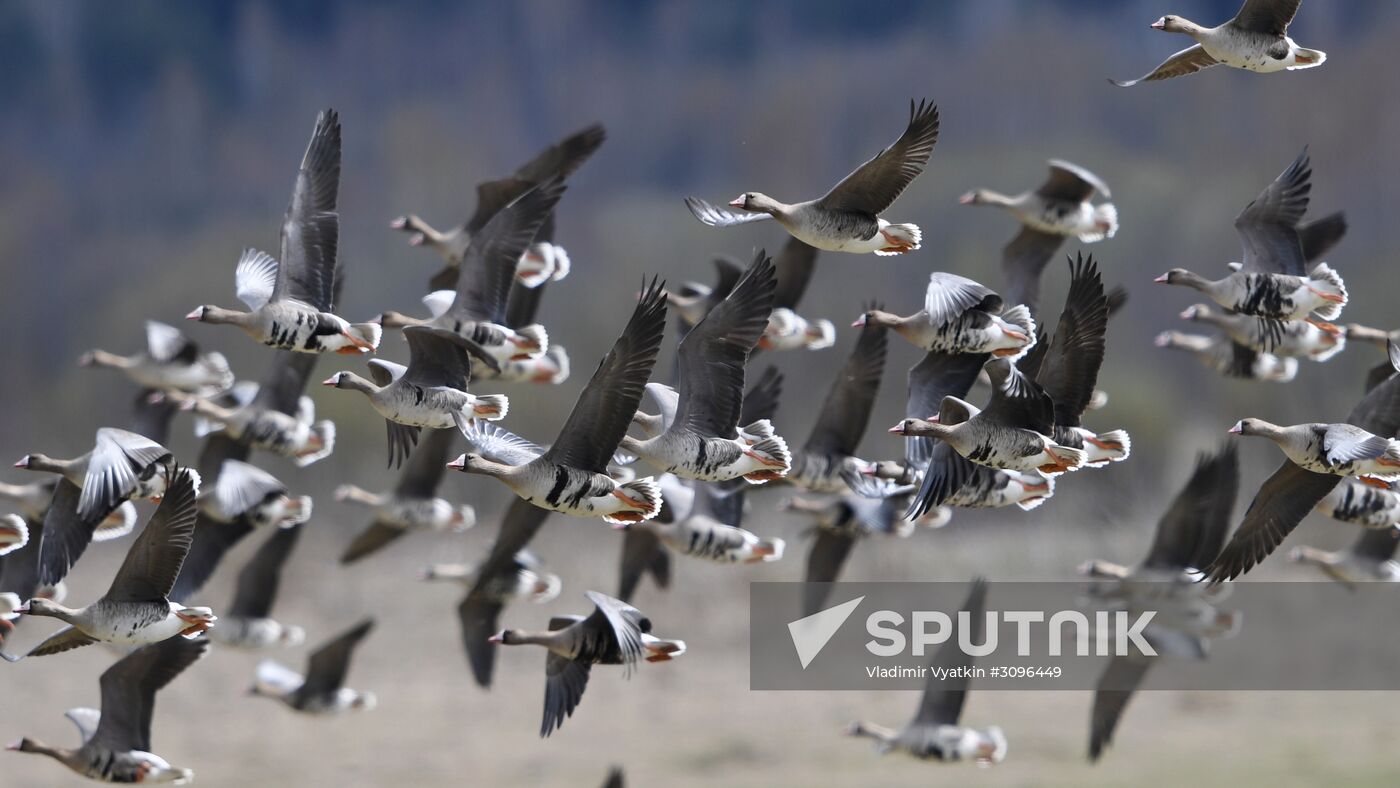 Goose reserve in the Kostroma Region