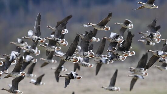 Goose reserve in the Kostroma Region