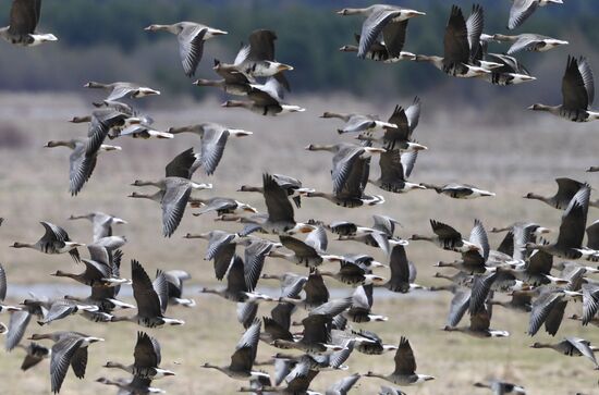 Goose reserve in the Kostroma Region
