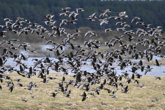 Goose reserve in the Kostroma Region