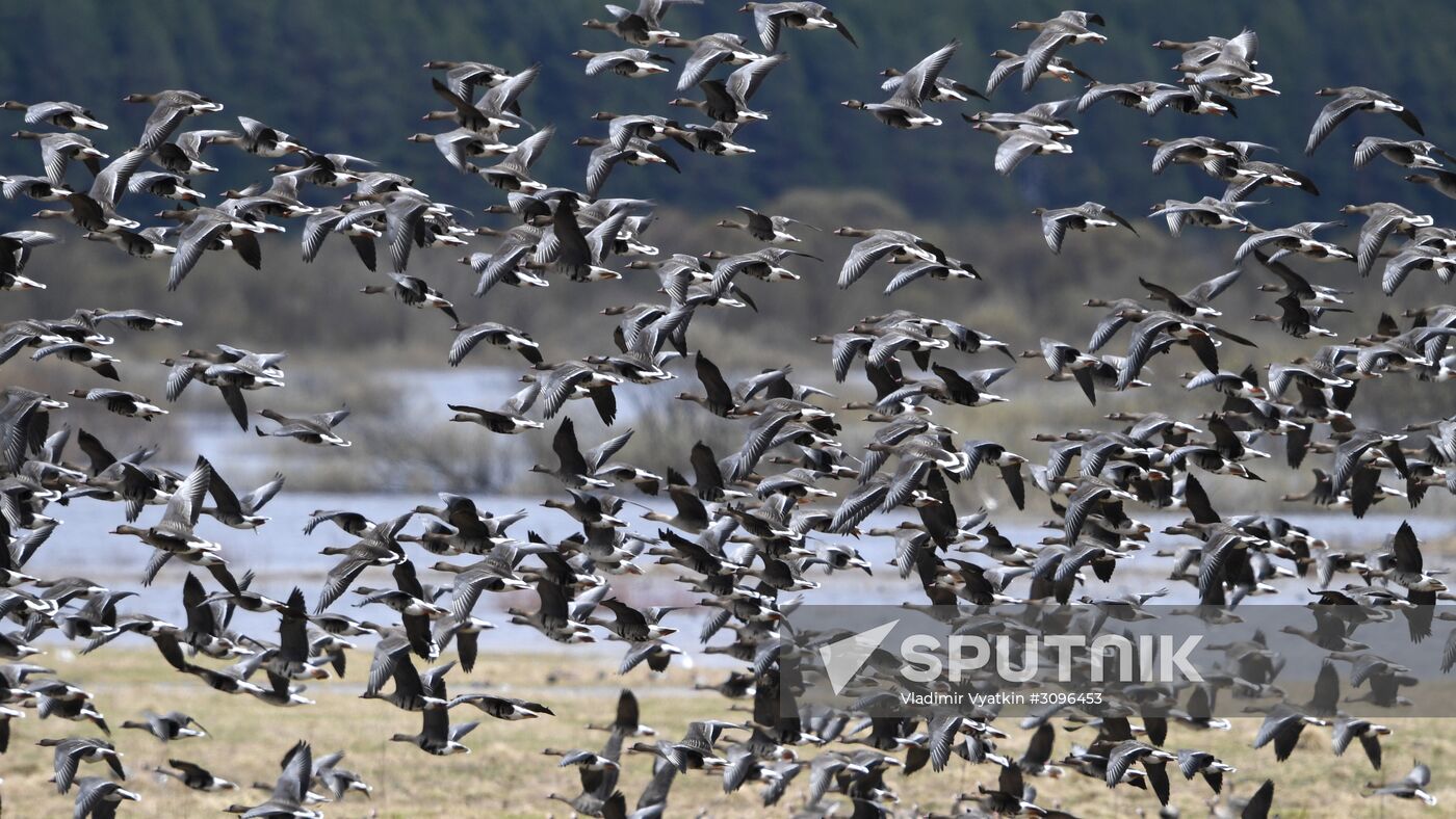 Goose reserve in the Kostroma Region
