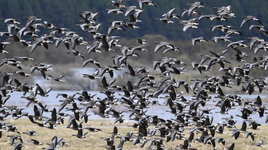 Goose reserve in the Kostroma Region