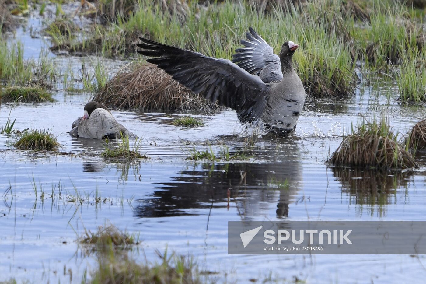 Goose reserve in the Kostroma Region