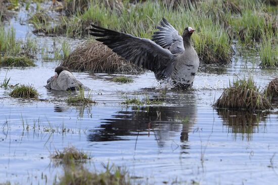 Goose reserve in the Kostroma Region