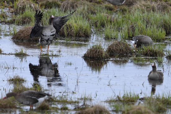 Goose reserve in the Kostroma Region