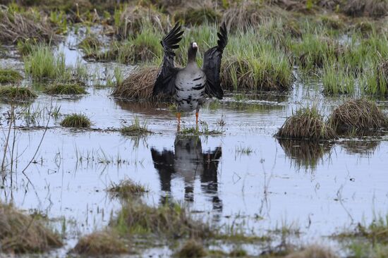 Goose reserve in the Kostroma Region