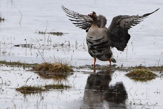Goose reserve in the Kostroma Region