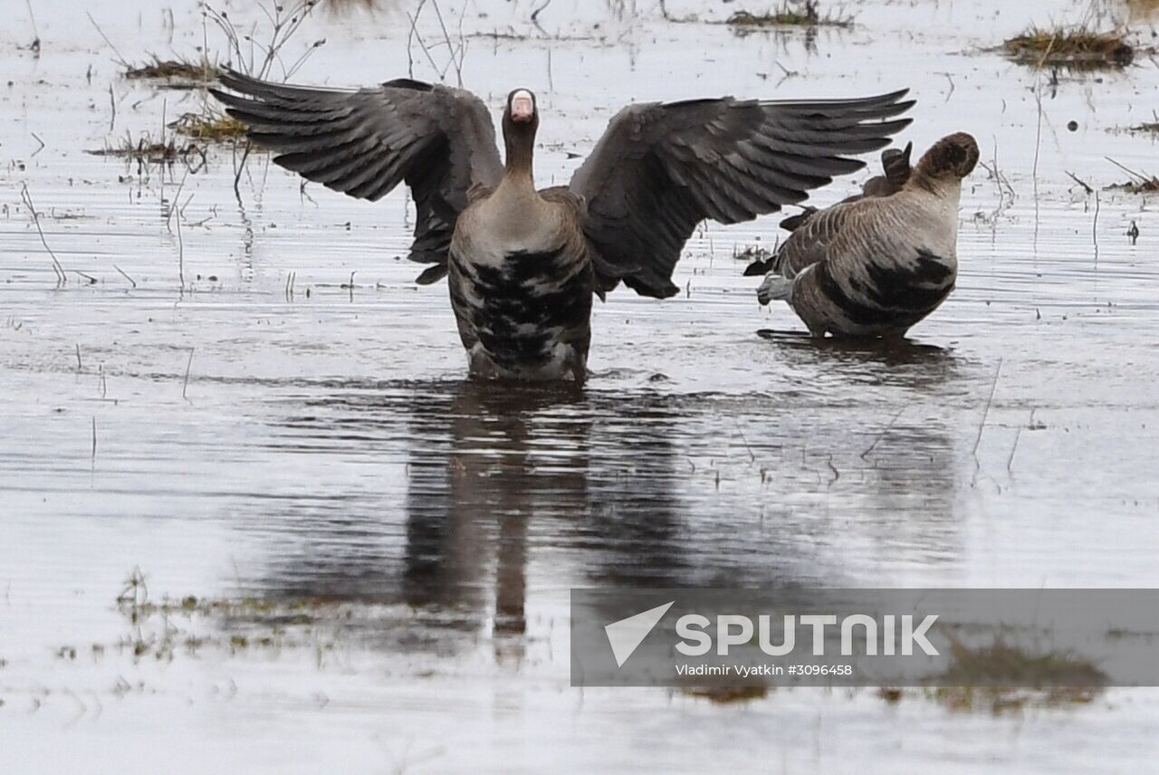 Goose reserve in the Kostroma Region