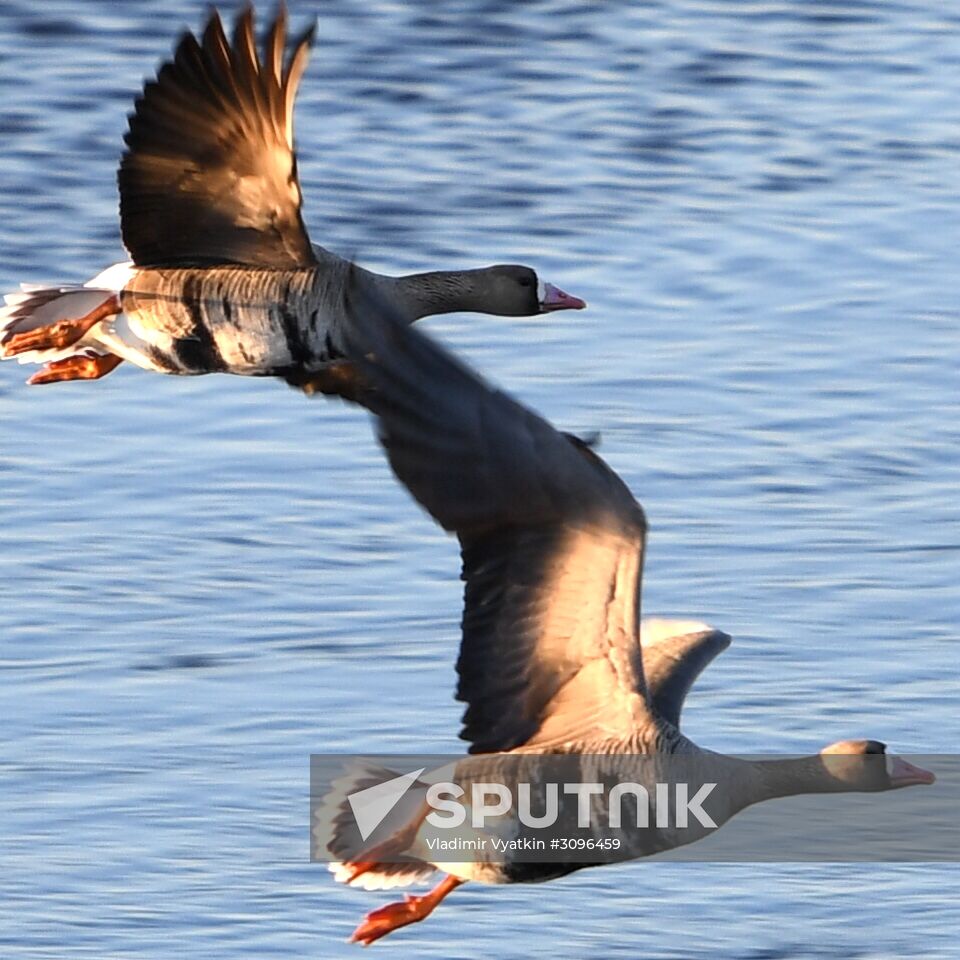 Goose reserve in the Kostroma Region