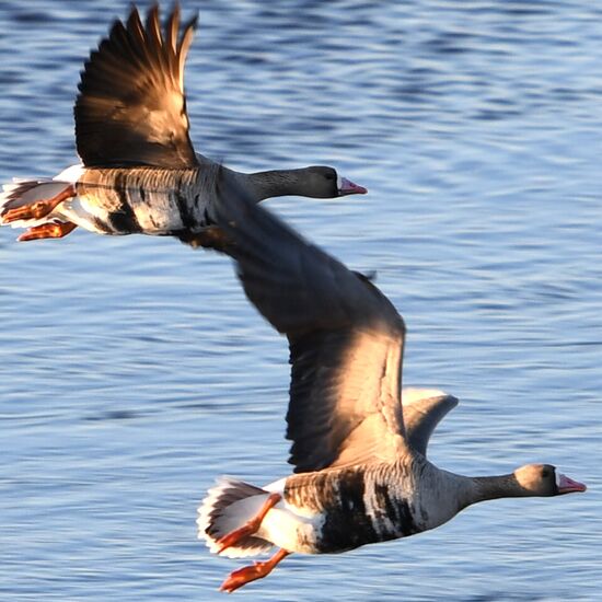 Goose reserve in the Kostroma Region