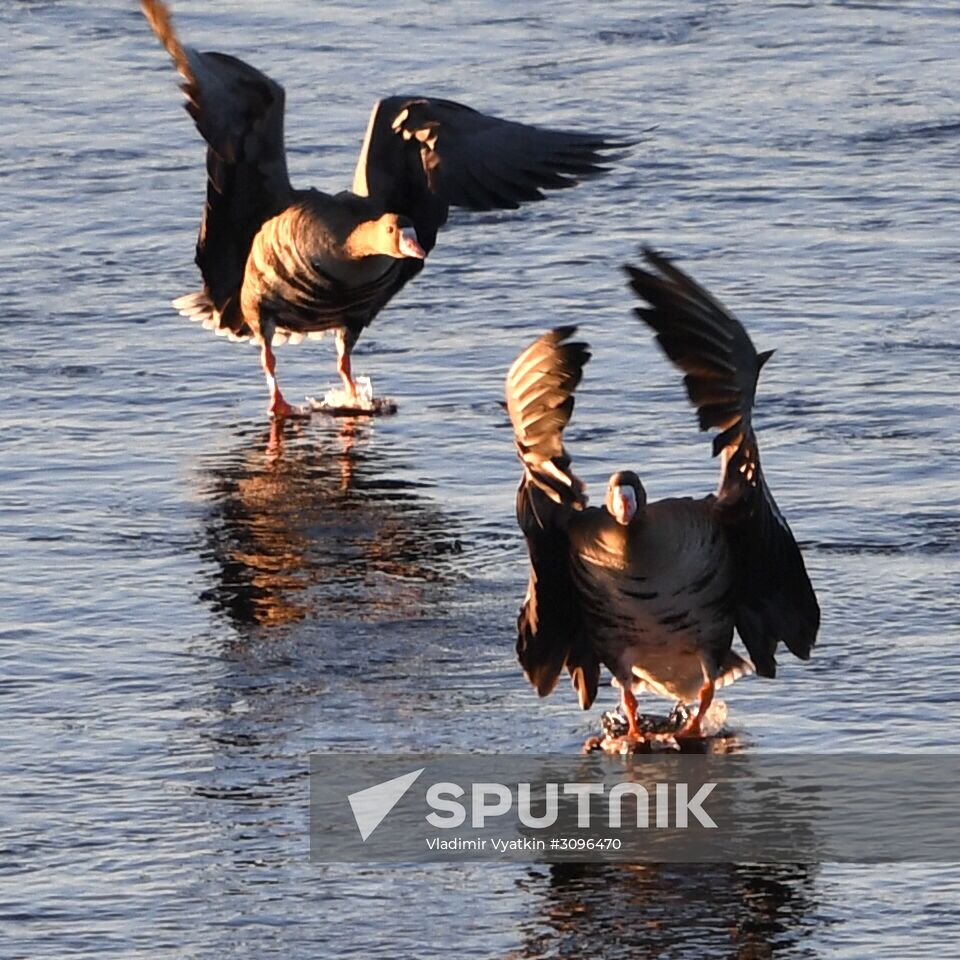 Goose reserve in the Kostroma Region
