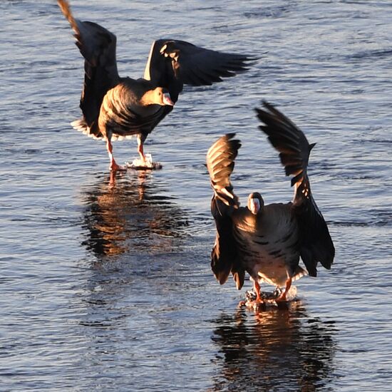 Goose reserve in the Kostroma Region