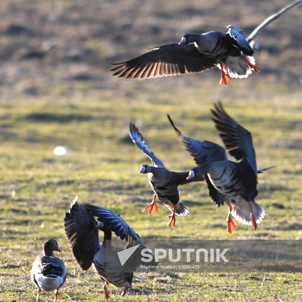 Goose reserve in the Kostroma Region