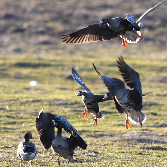 Goose reserve in the Kostroma Region