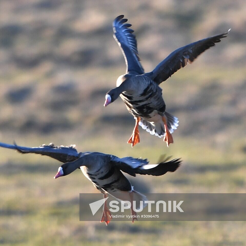 Goose reserve in the Kostroma Region