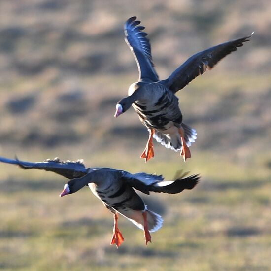 Goose reserve in the Kostroma Region