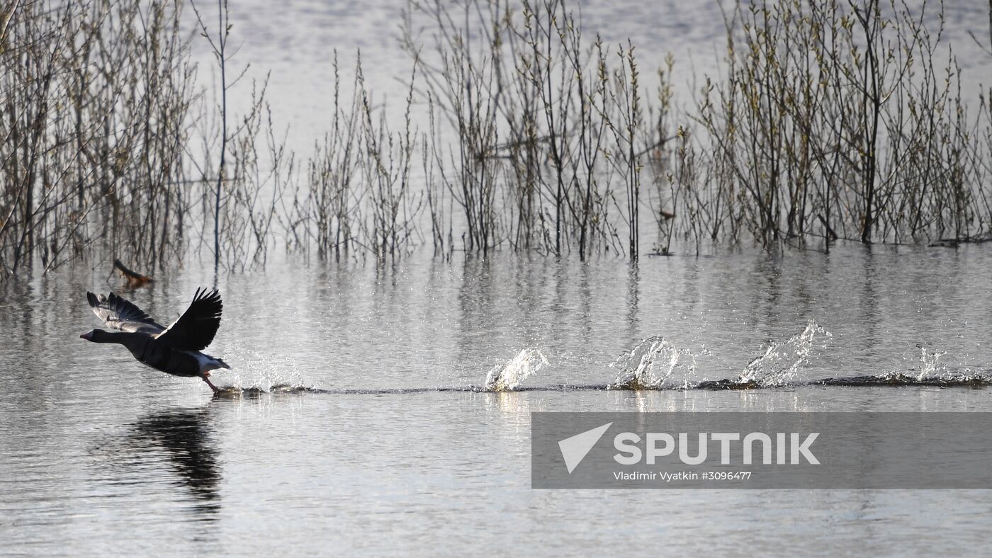 Goose reserve in the Kostroma Region