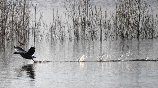 Goose reserve in the Kostroma Region