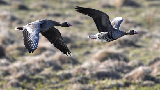 Goose reserve in the Kostroma Region
