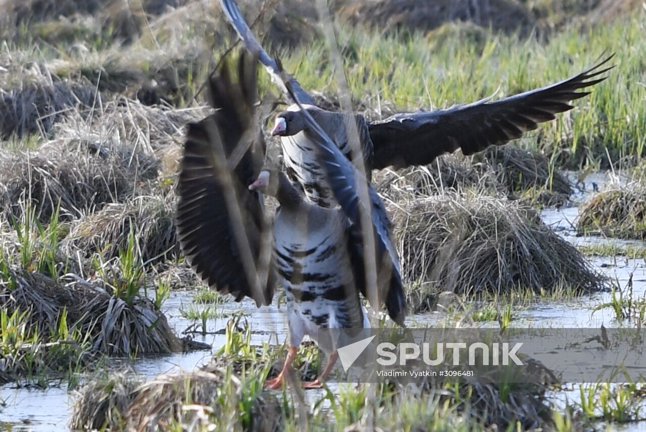 Goose reserve in the Kostroma Region