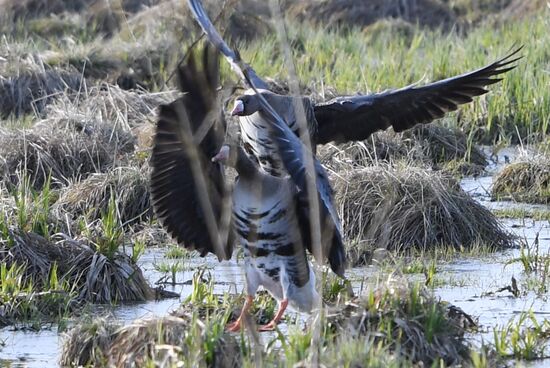 Goose reserve in the Kostroma Region