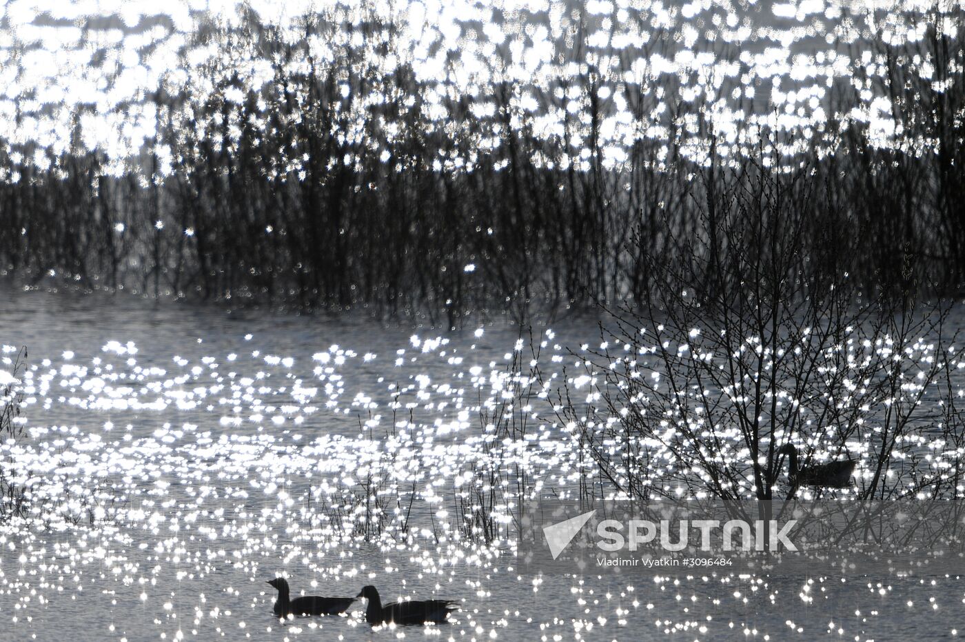 Goose reserve in the Kostroma Region