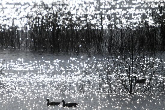 Goose reserve in the Kostroma Region